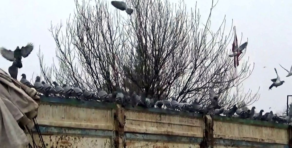 Aç Kalan Güvercinler Buğday Kamyonlarını Mesken Tuttu