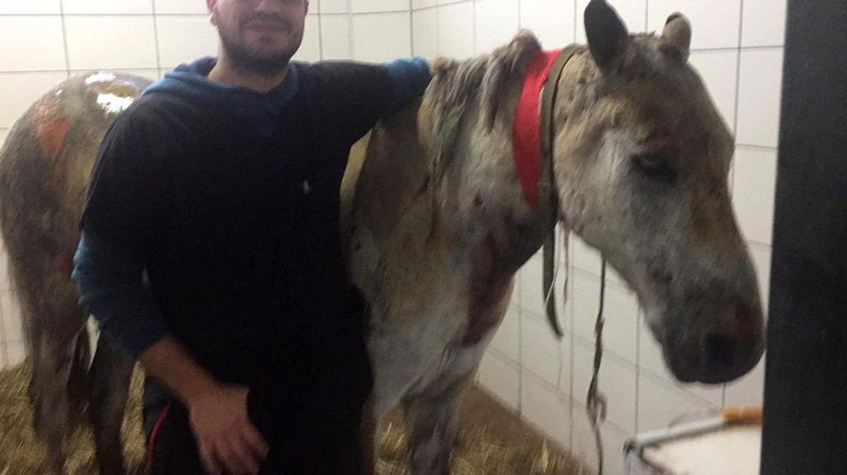 Büyükada\'da Yanan Atların Tedavileri Sürüyor