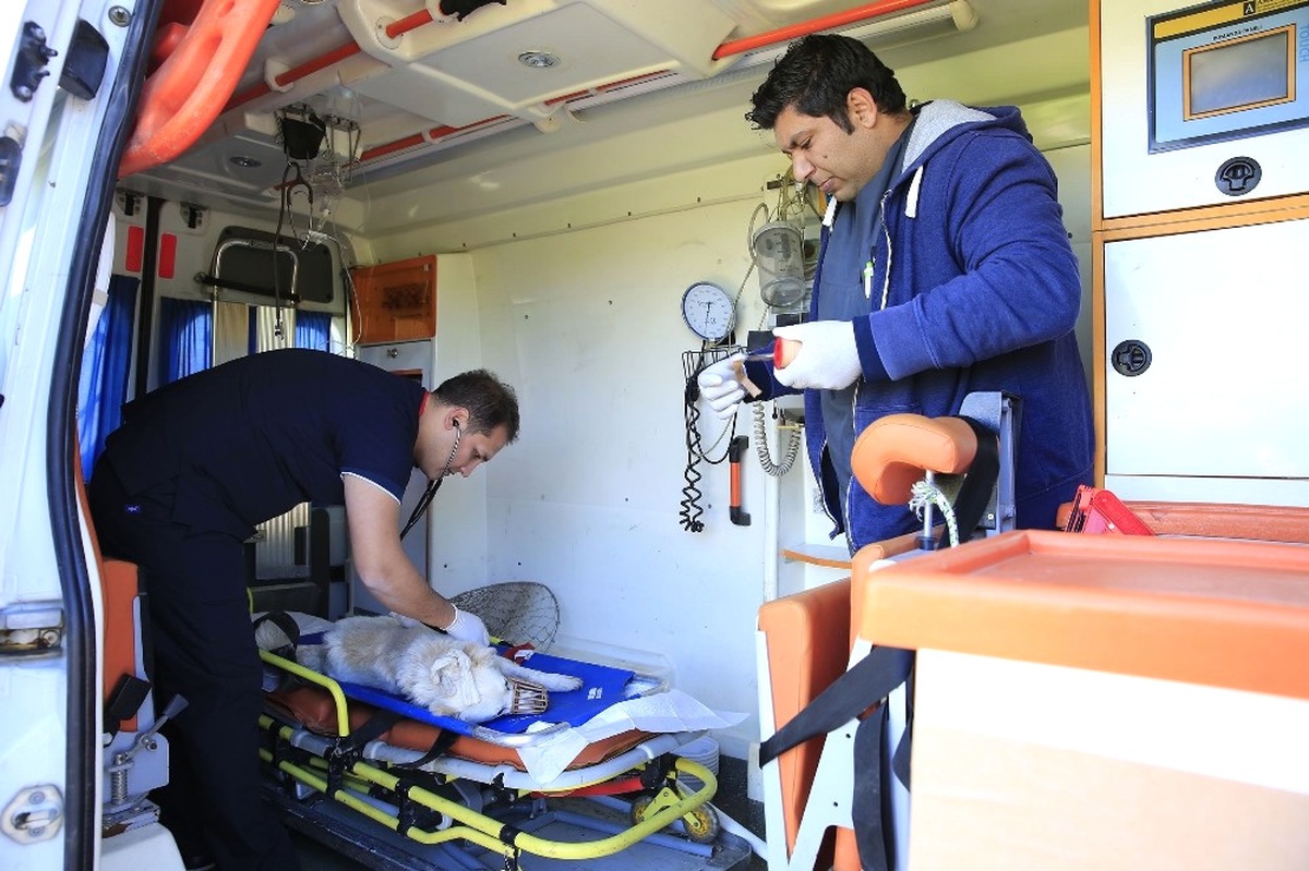 Büyükşehir, Sokak Hayvanlarını Yalnız Bırakmadı
