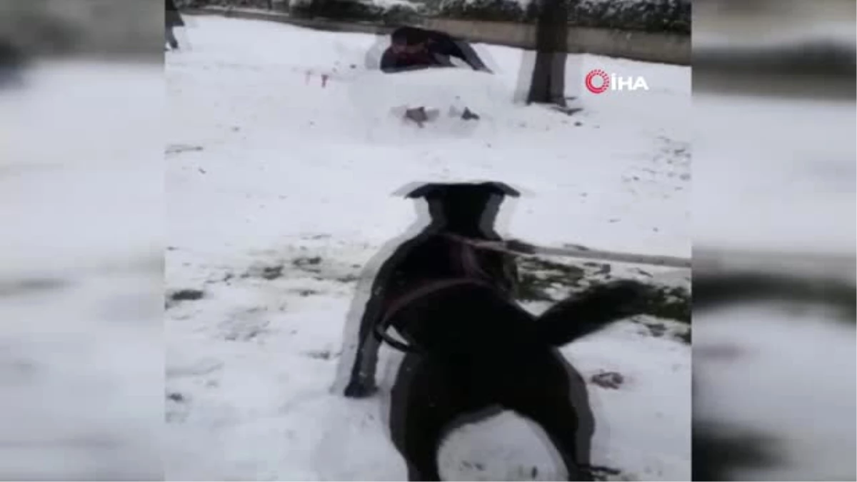 Kardan Köpeği Gerçek Sanınca...