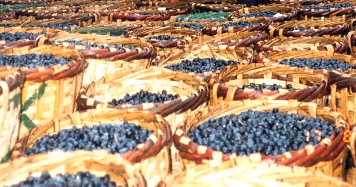 Marmarabirlik’te alımlar sona erdi