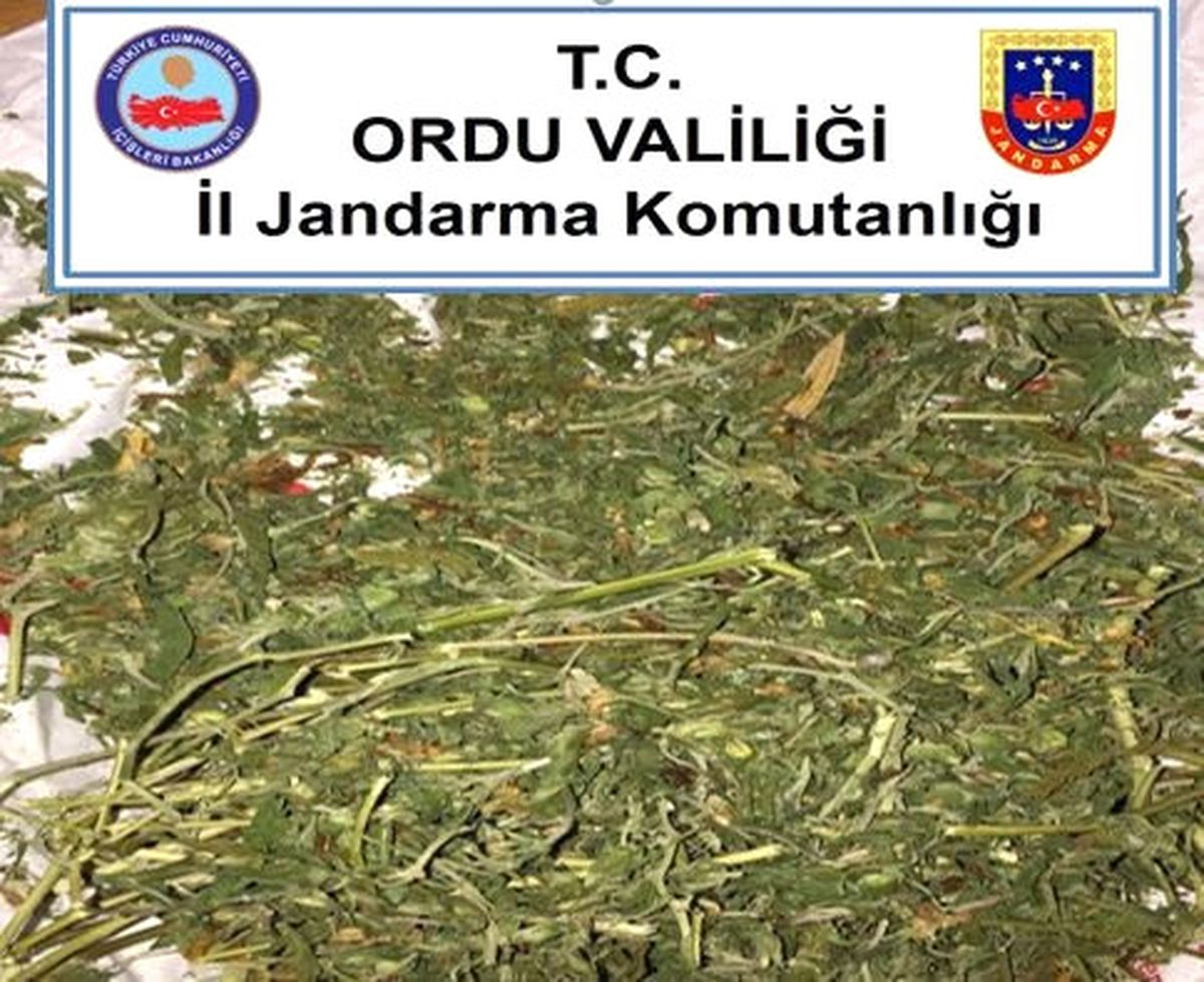 Ordu\'da Uyuşturucu ile Mücadele Sürüyor