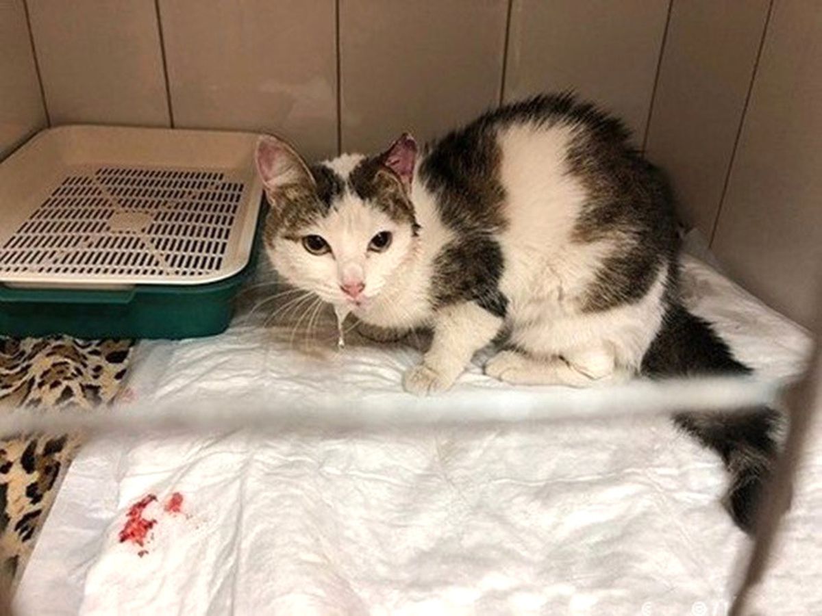 Rusya\'da Enkazın Altından Canlı Kedi Çıkarıldı