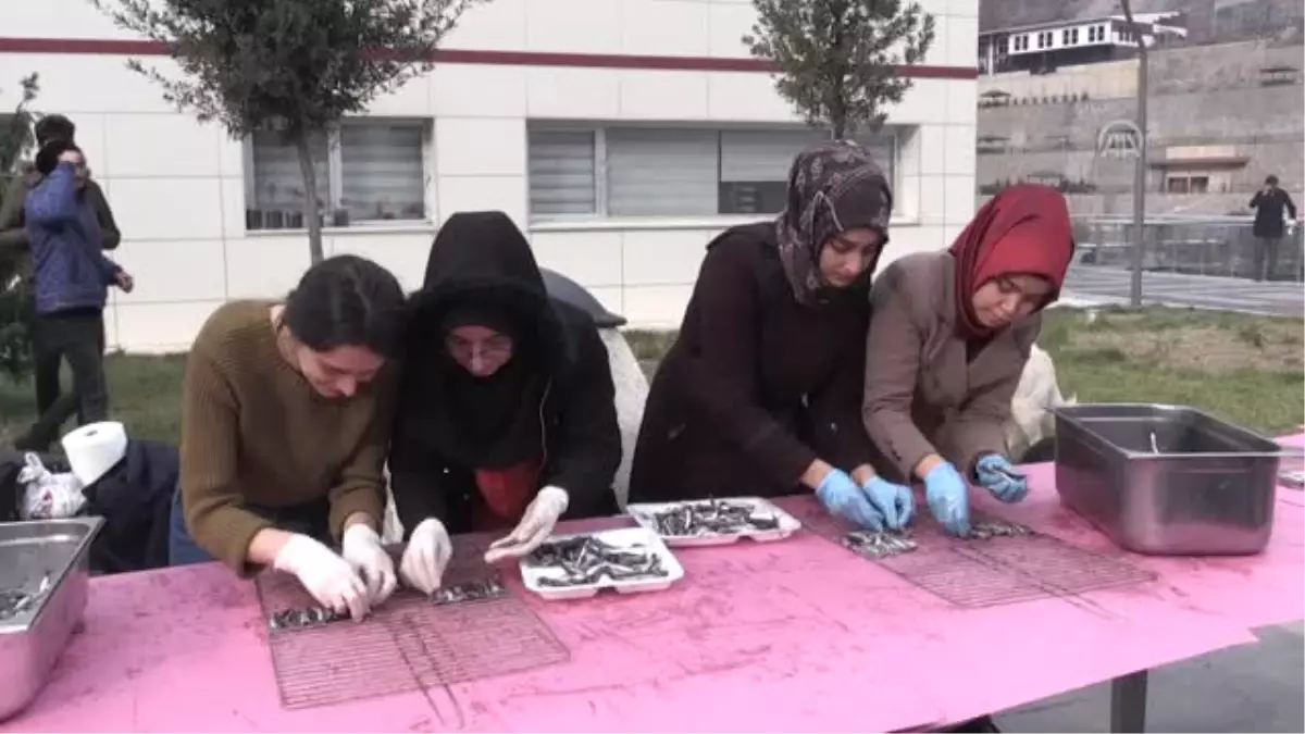 Açü\'de Hamsi Şenliği