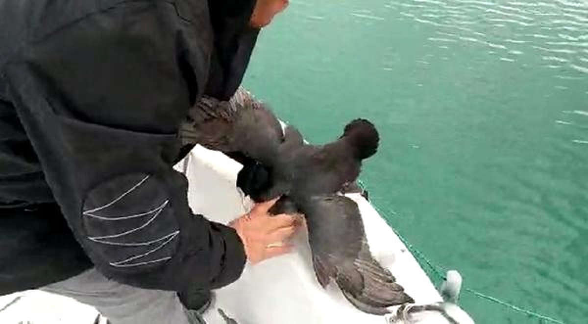 Balıkçı Ağına Takılan Sakar Meke Kurtarıldı
