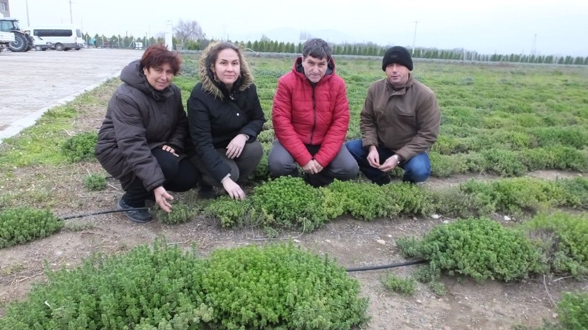 Burhaniye\'de Tıbbı ve Aromatik Bitkiler Yoğun İlgi Gördü.
