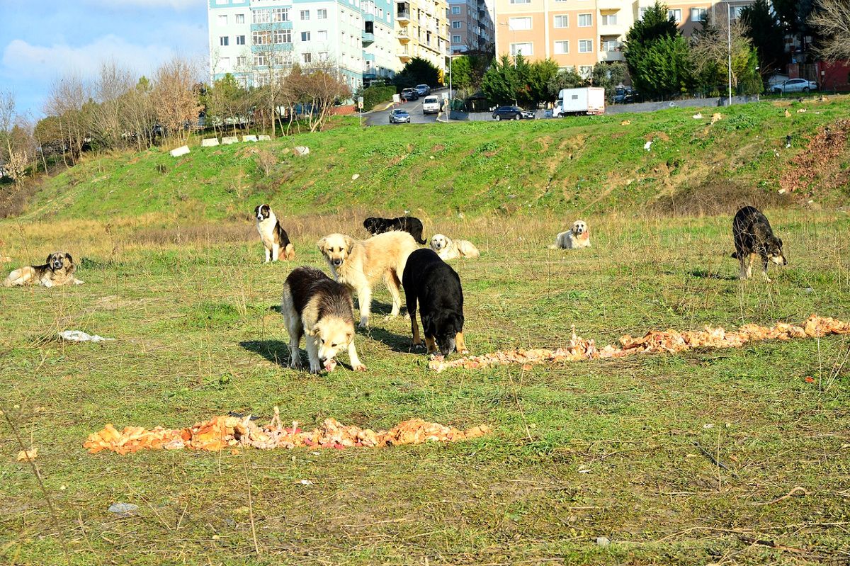 Can Dostlara Her Gün 4,5 Ton Yemek