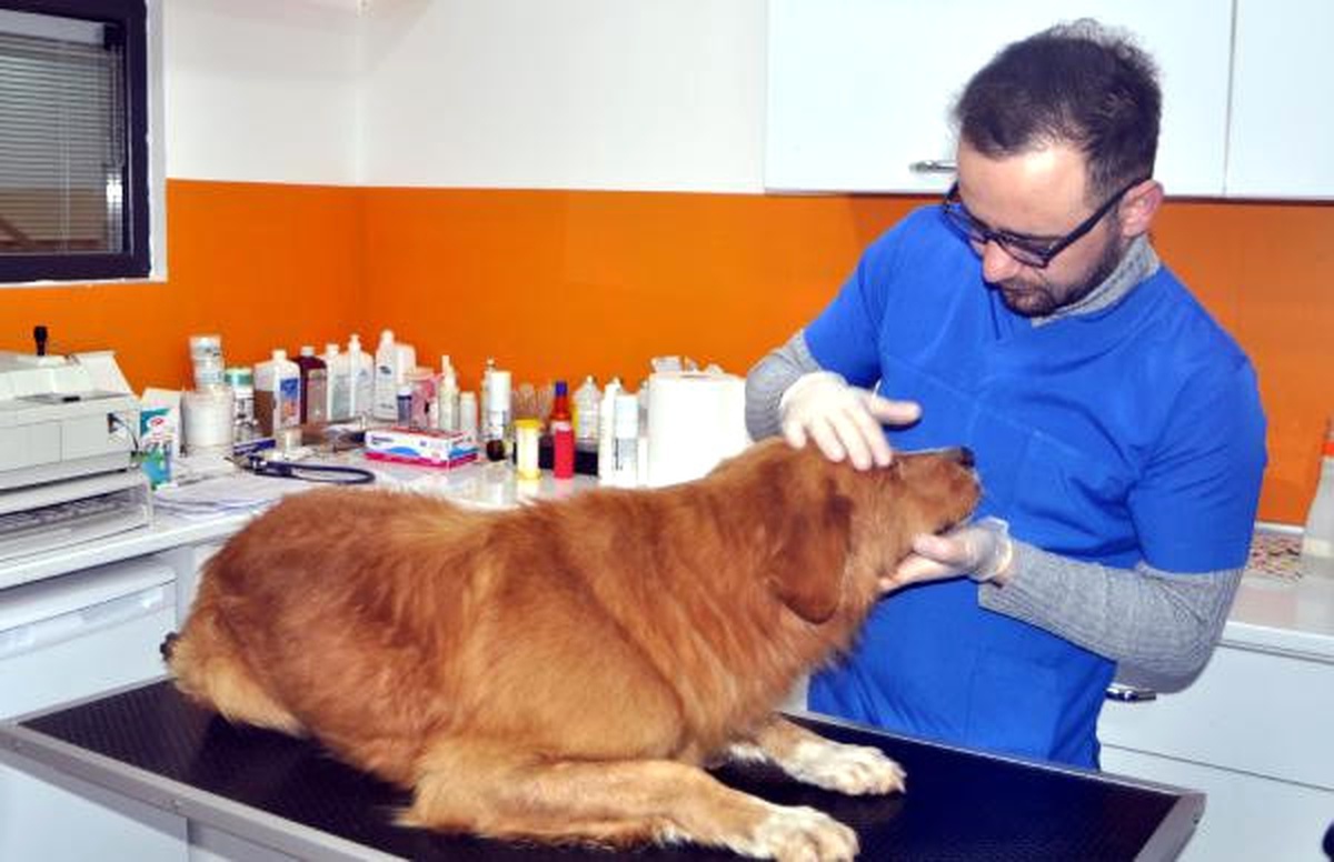 Çenesi Kırılan Sokak Köpeği İçin Seferber Oldular
