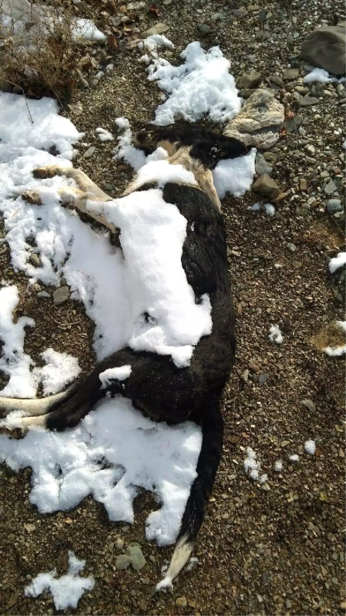 Çöplükte Çok Sayıda Köpek Ölüsü Bulundu