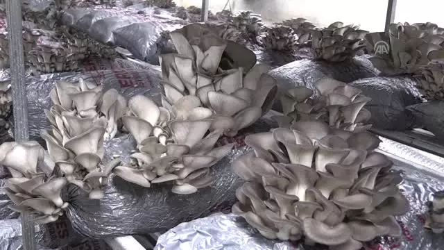 Devletten Aldigi Hibe Destegiyle Mantar Ureticiligine Baslayan Eski Hukumlu Hayata Tekrardan Tutundu