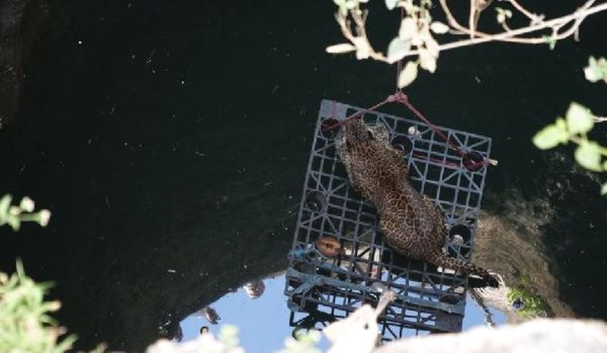 Hindistan\'da Leopar Sıkıştığı Kuyudan Böyle Kurtarıldı
