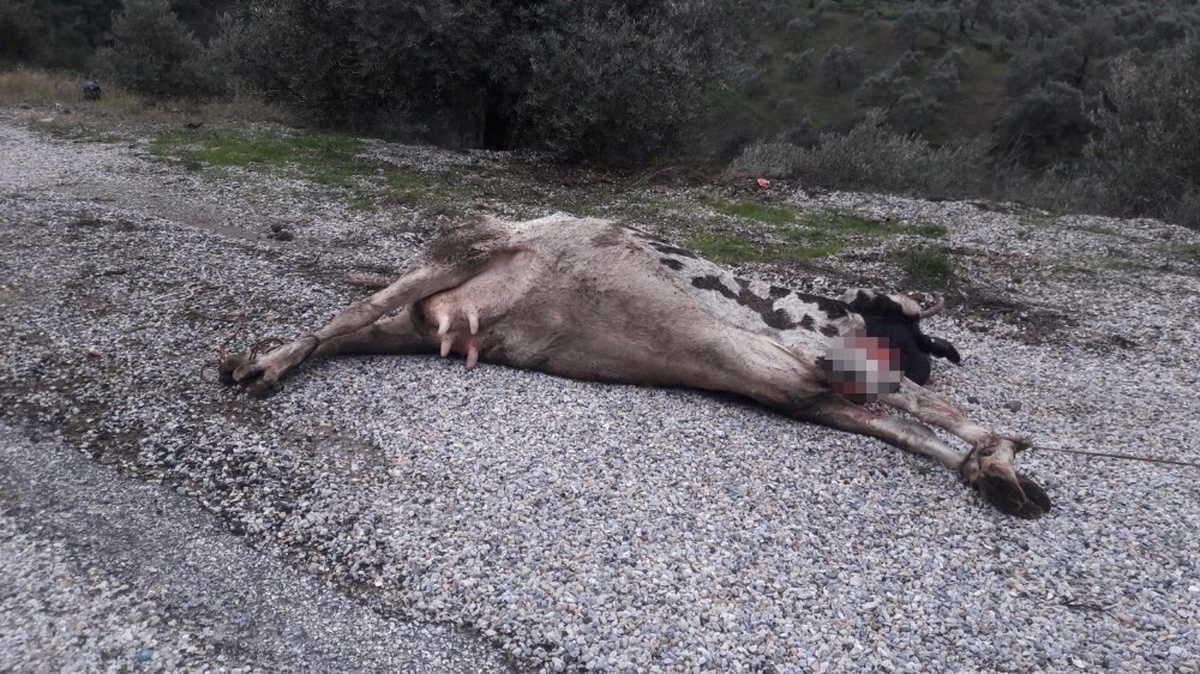 İzmir\'de İneği Ön Ayaklarından Direğe Bağlayıp Ölüme Terk Ettiler
