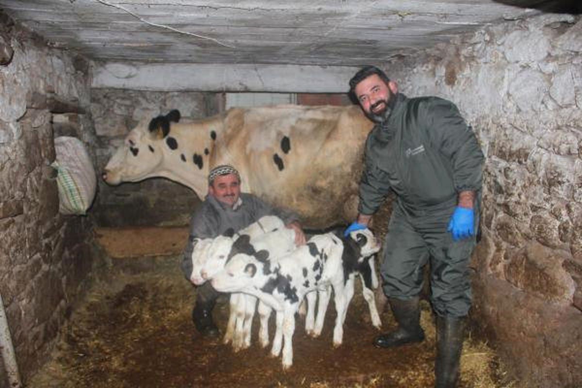İzmir\'de Siyah Alaca Cinsi İnek, Dördüz Buzağı Doğurdu