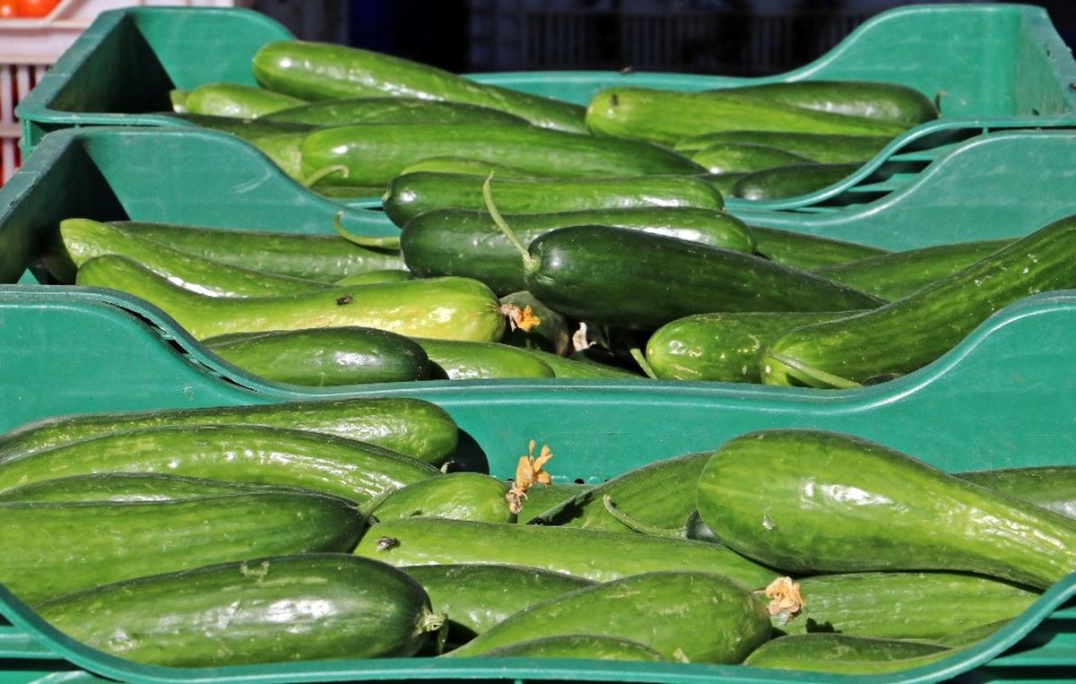 İzmir\'de Zam Şampiyonu Salatalık