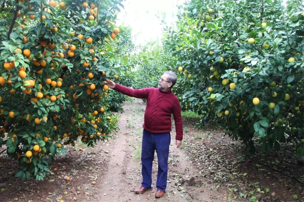 Kabuğu Turuncu Olan Meyvenin Limon Olduğuna İnandırmak İçin Kesiyor