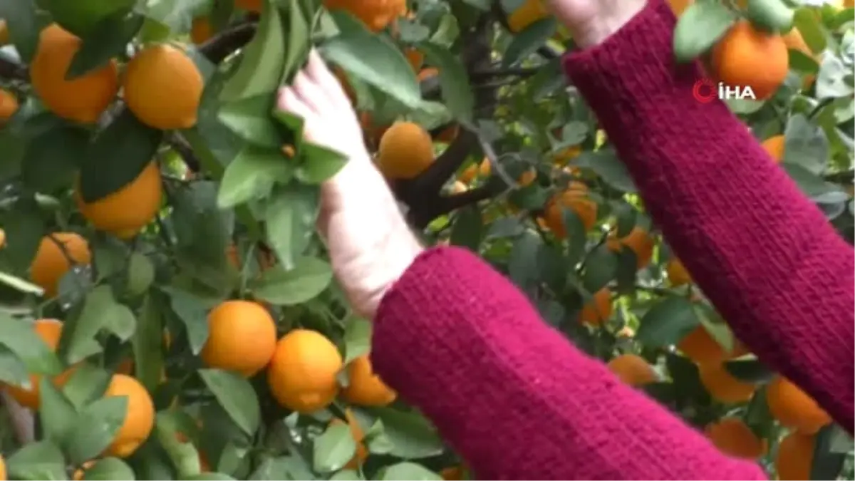 Kabuğu Turuncu Olan Meyvenin Limon Olduğuna İnandıramıyor