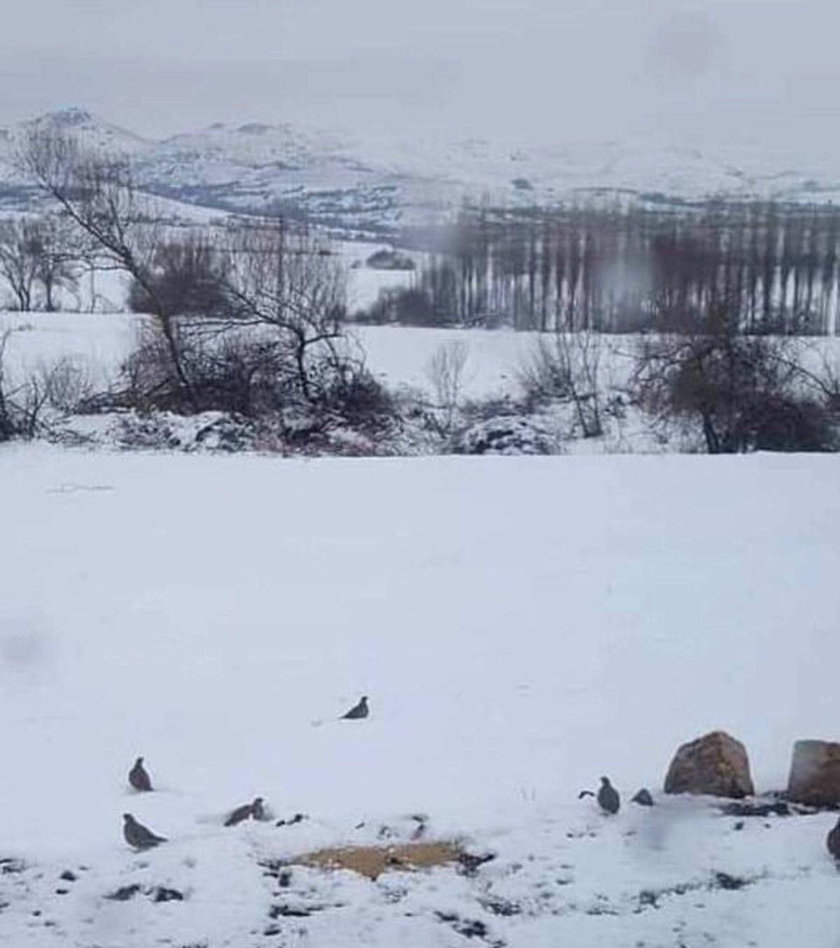 Kaman AK Parti İlçe Başkanlığı Yaban Hayvanları İçin Doğaya Yem Bıraktı
