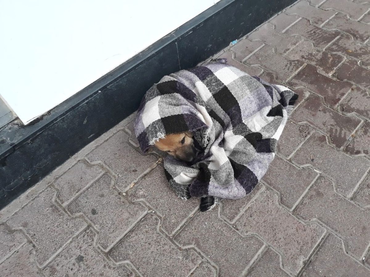 Şalı ile Hem Yavru Köpeği Hem de Görenlerin İçini Isıttı