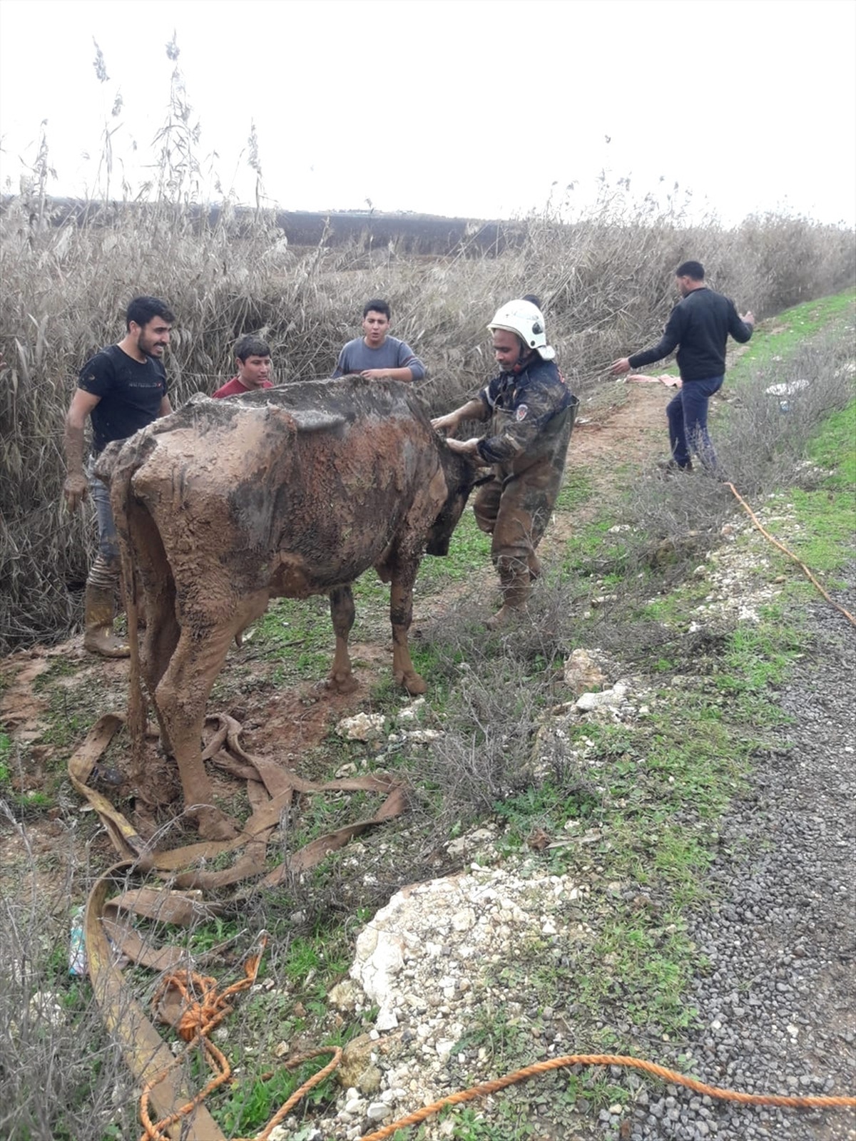 Şanlıurfa\'da Tahliye Kanalına Düşen İnek Kurtarıldı