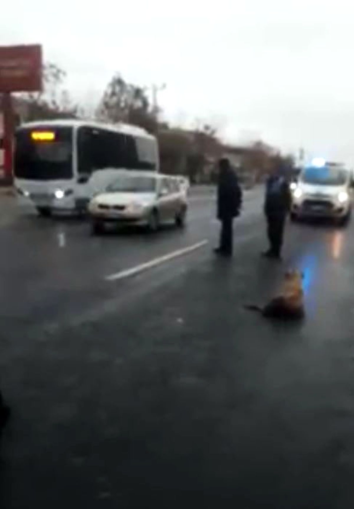 Yaralı Köpeğe Zabıta Ekibi Sahip Çıktı