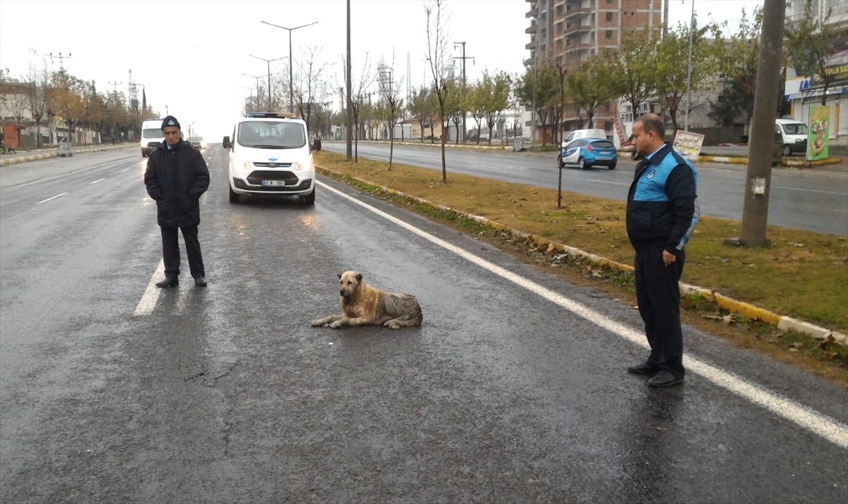 Zabıta Ekipleri, Yaralı Köpek İçin Yolu Trafiğe Kapattı