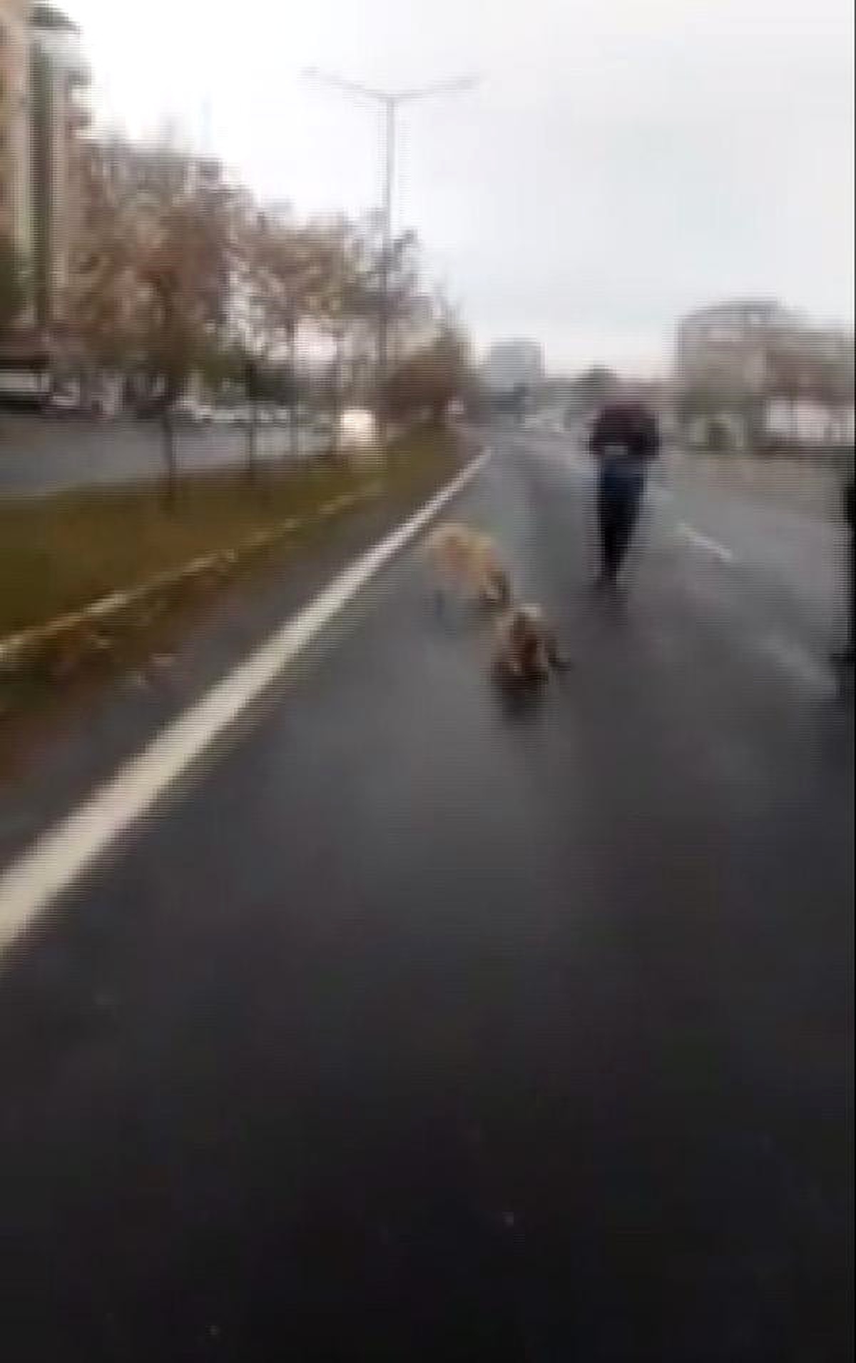 Zabıta Ekipleri, Yoldaki Yaralı Köpeği Araçlarıyla Korudu