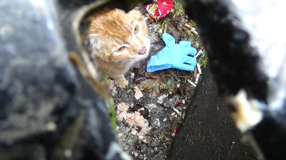 Bakırköy Adliyesi\'nde Kedi Kurtarma Operasyonu