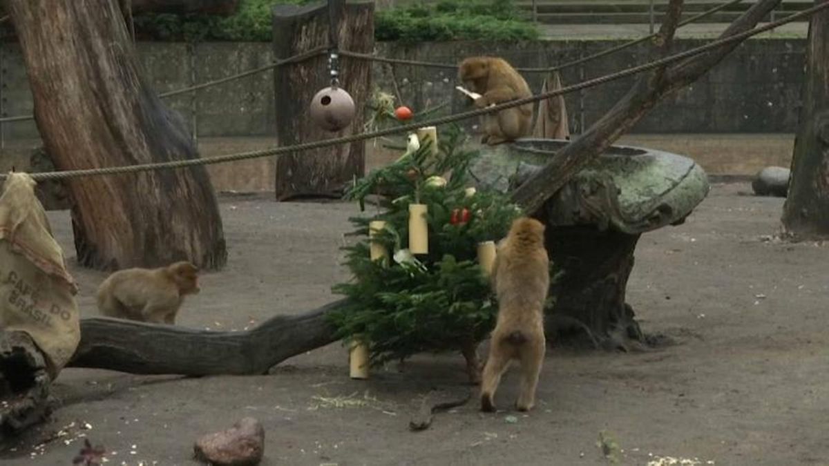 Berlin\'de İstenmeyen Noel Ağaçları Hayvanlara Ziyafet Oldu