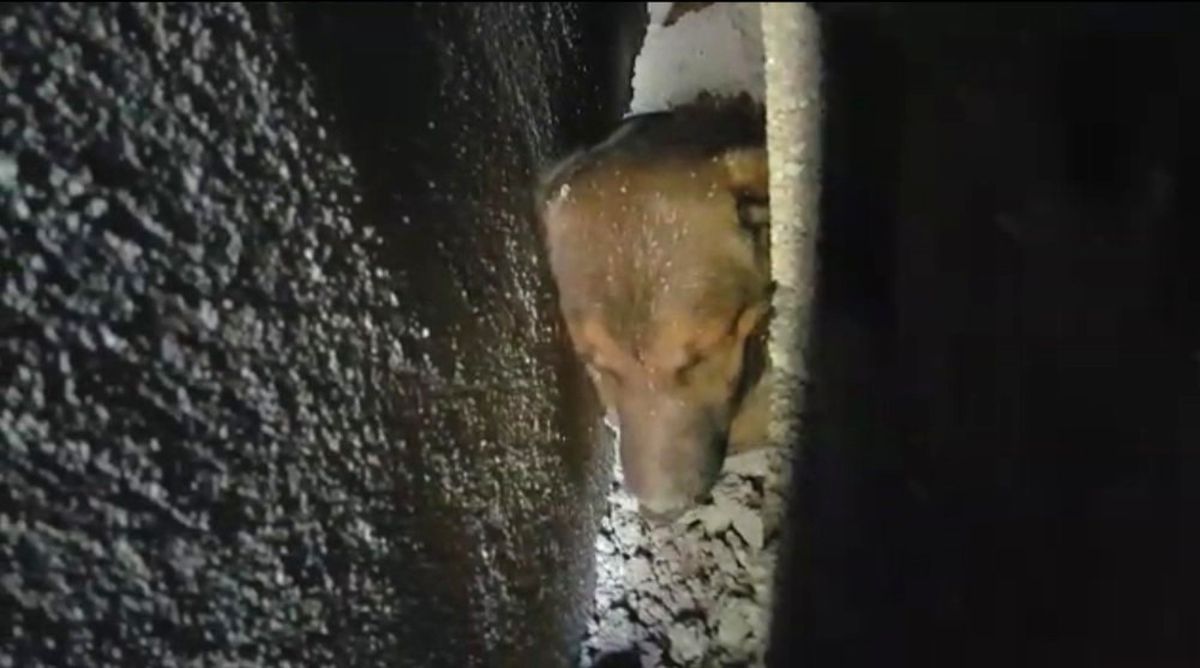 Köpeği Kurtarmak İçin Duvarı Yıktılar