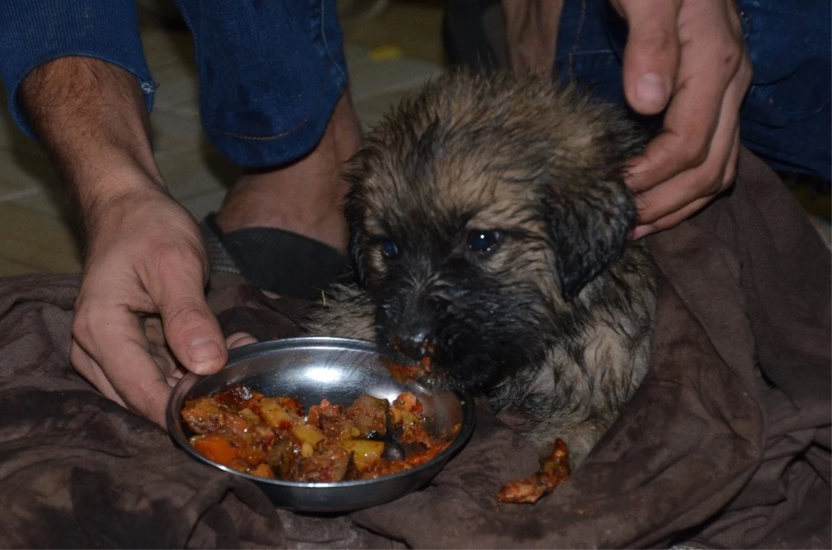 Ölmek Üzere Olan Yavru Köpeğin İmdadına Anne ve Oğlu Yetişti