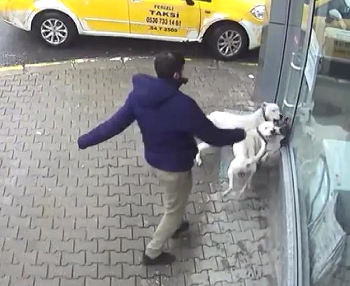Sakarya\'da İki Pitbull\'un Saldırdığı Sokak Köpeği Ağır Yaralı