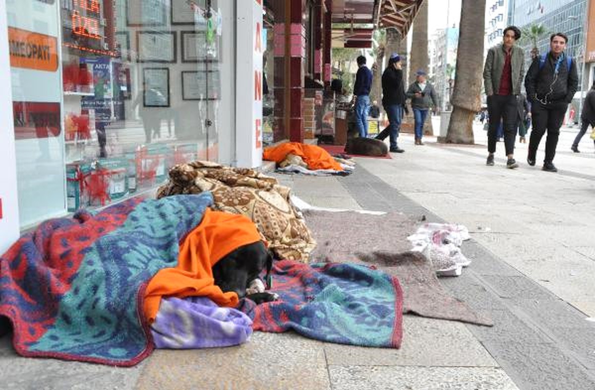 Sokak Köpeklerinin Koruyucu Meleği