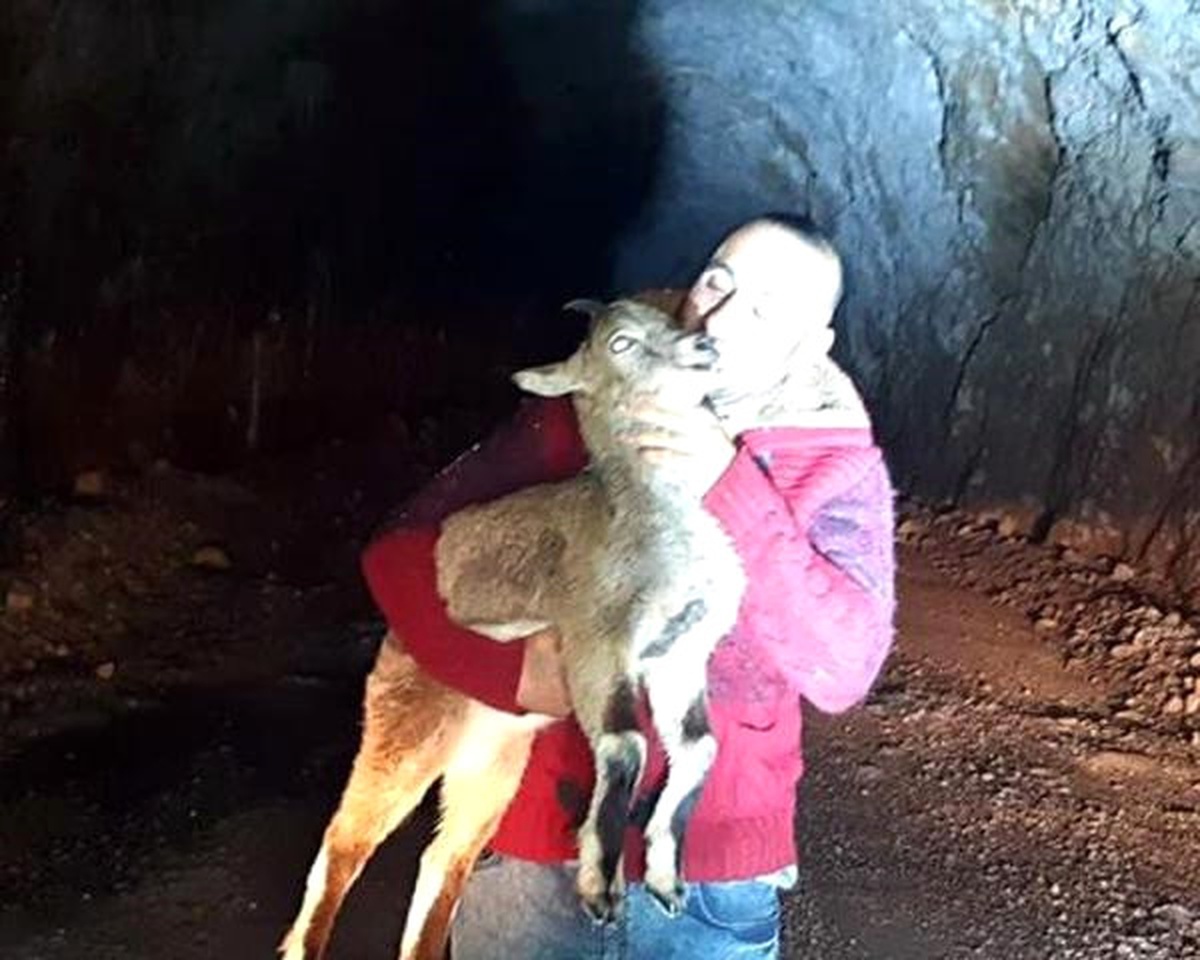 Yaban Keçisi Yavrusunu Sevmeye Doyamadılar
