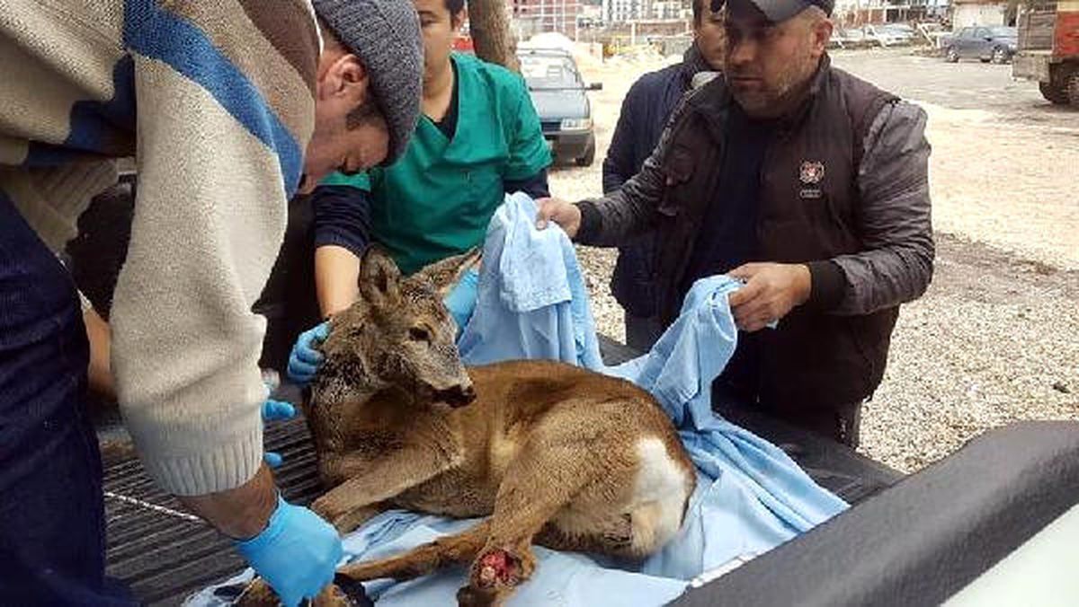 Yaralı Bulunan Karaca İçin Seferber Oldular