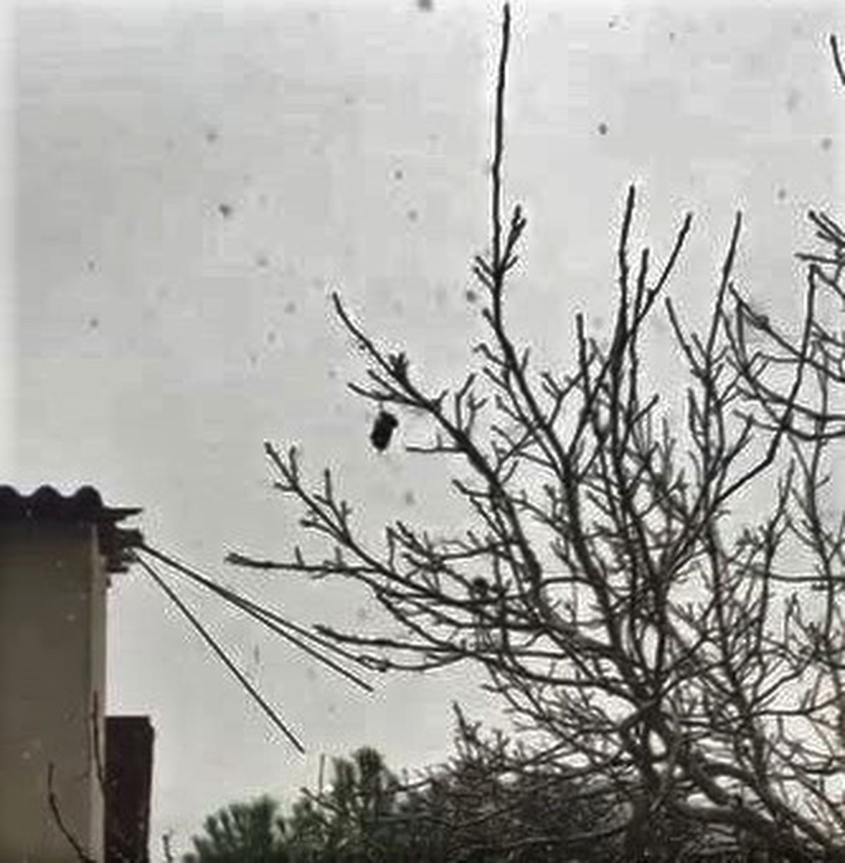 24 Saat Ağaçta Asılı Kalan Kuş Kurtarıldı