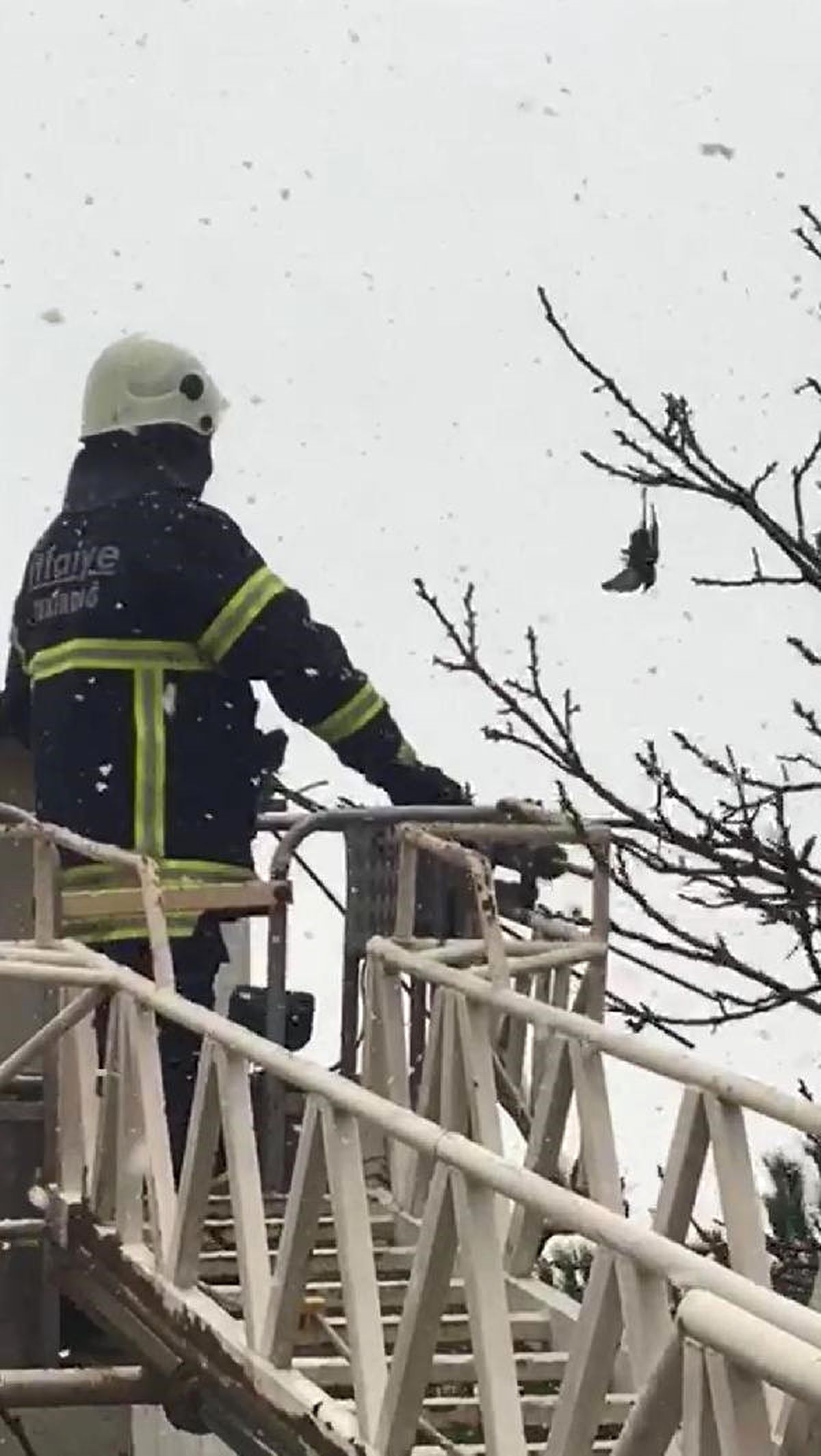 Ağaçta İpe Dolanan Sığırcık 24 Saat Sonra Kurtarıldı
