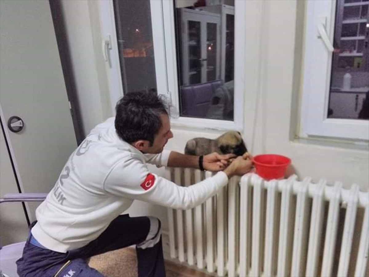 Anne Köpek ve Yavrusuna Sağlık Personeli Sahip Çıktı