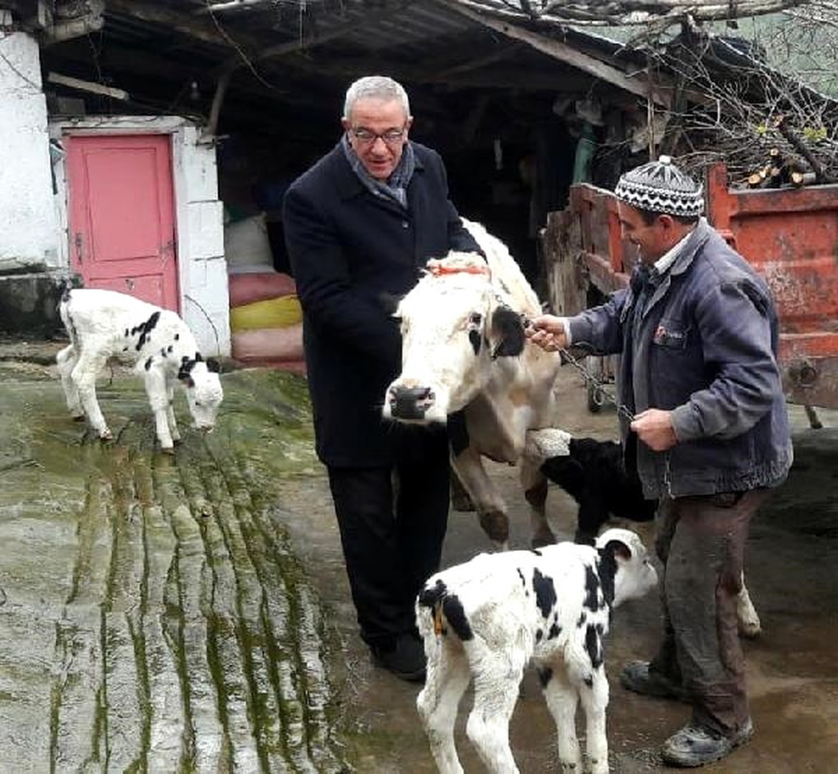 Bakan Pakdemirli\'den Dördüz Doğum Yapan İneğe Altın