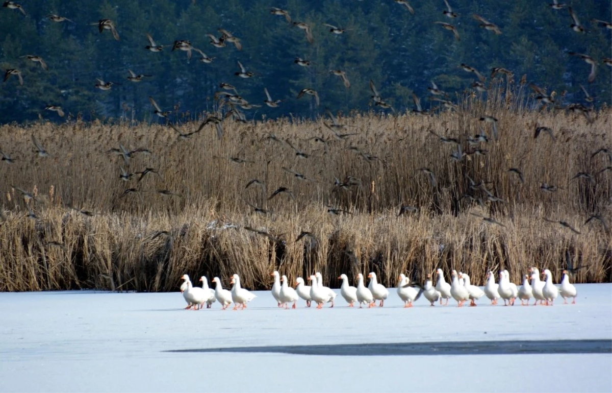 Bin 100 Rakımlı Göl Buz Tuttu, Kartpostallık Görüntüler Oluştu
