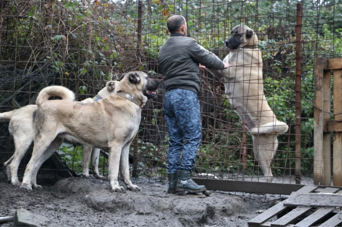 Bu Köpeklerin Değeri Dudak Uçuklatıyor