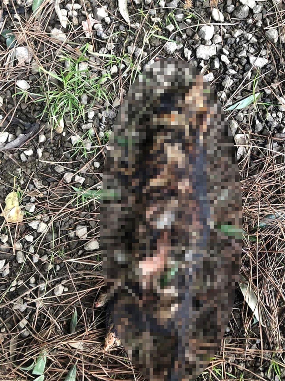 Çanakkale\'de Kedinin İşkenceyle Öldürüldüğü İddiası