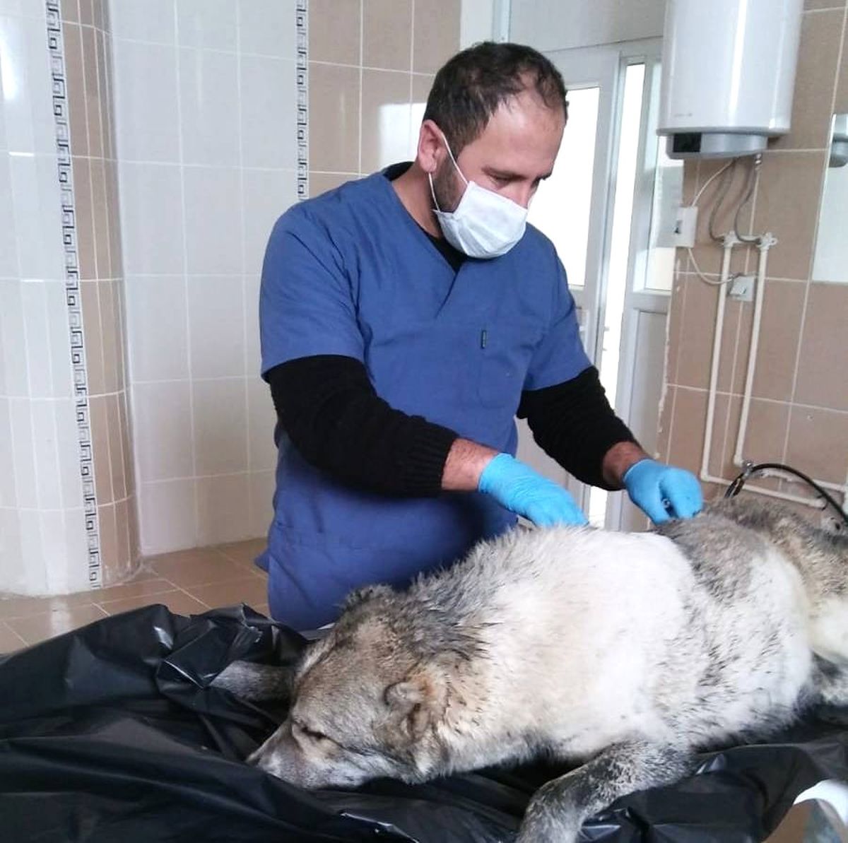 Fosseptik Çukuruna Düşen Köpek Kurtarıldı