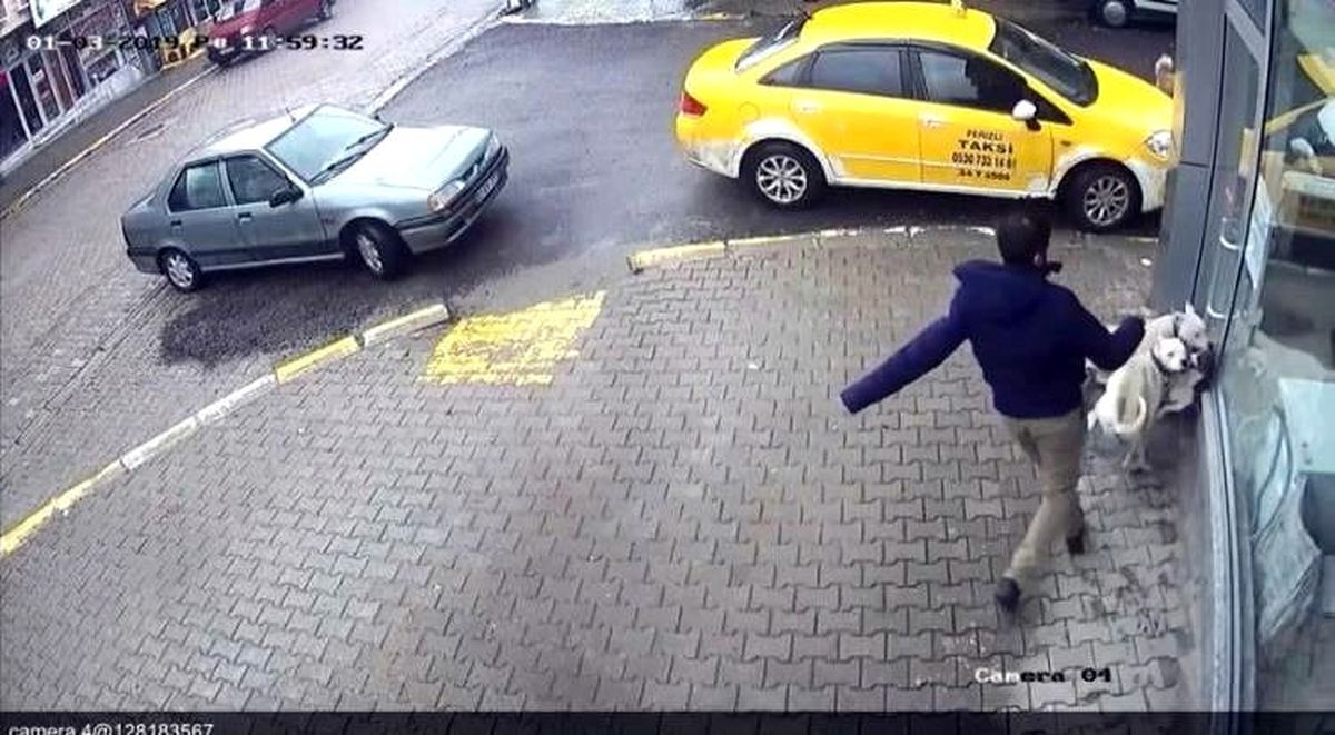 İki Pitbullun Saldırdığı Sokak Köpeği Dehşeti Yaşadı