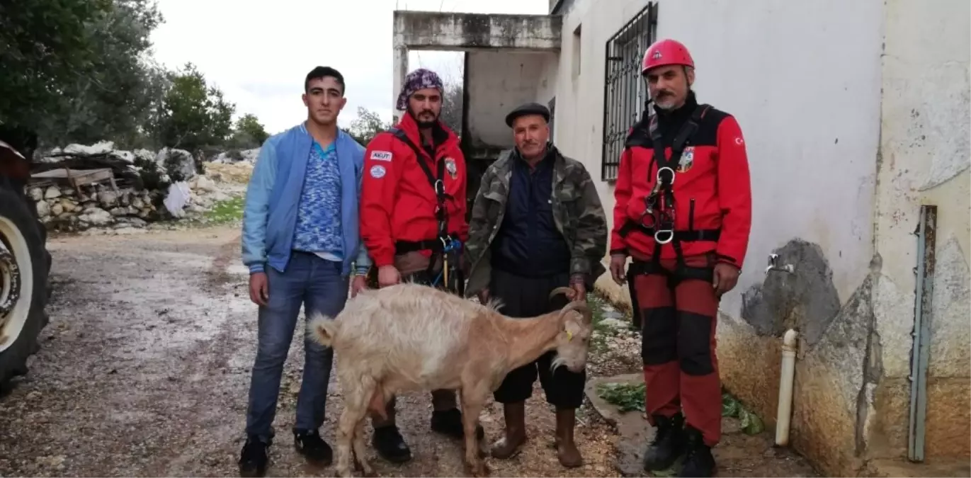 Kayıp Keçi Akut Ekiplerince Bulundu