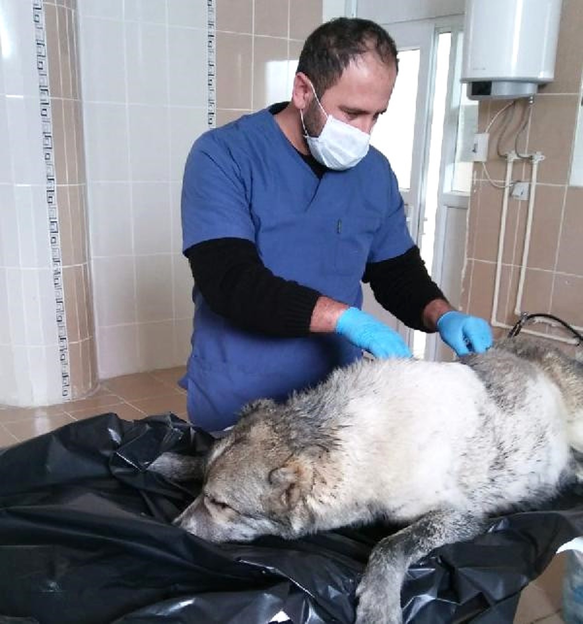 Lisenin Bahçesindeki Foseptiğe Düşen Köpek Kurtarıldı