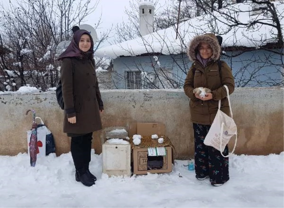 Sokak Kedileri İçin Kartondan Sığınak