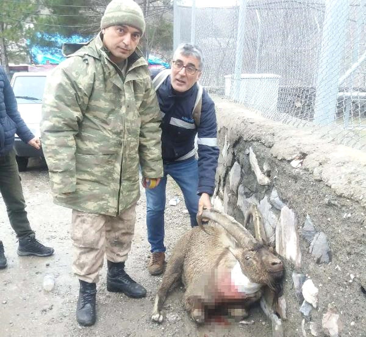 Tüfekle Vurulan Koruma Altındaki Keçi İçin Seferber Oldular