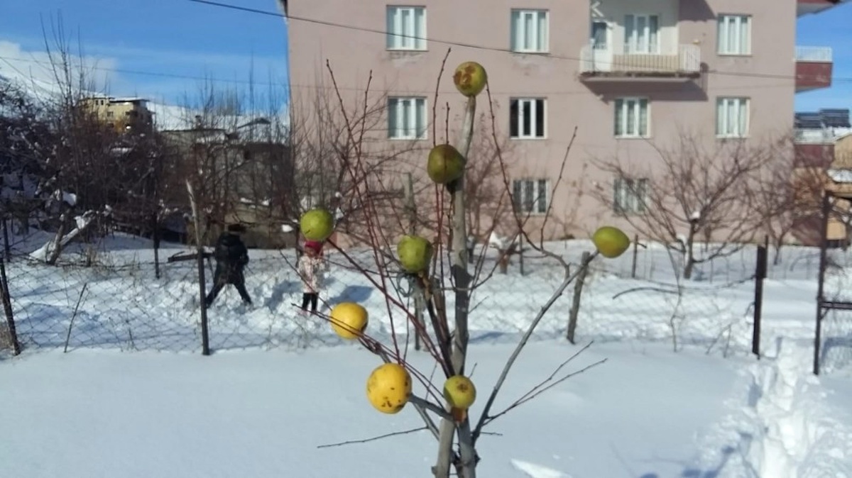 Yazın Topladığı Elmaları Aç Kalan Kuşlar İçin Tekrar Ağaçlara Astı
