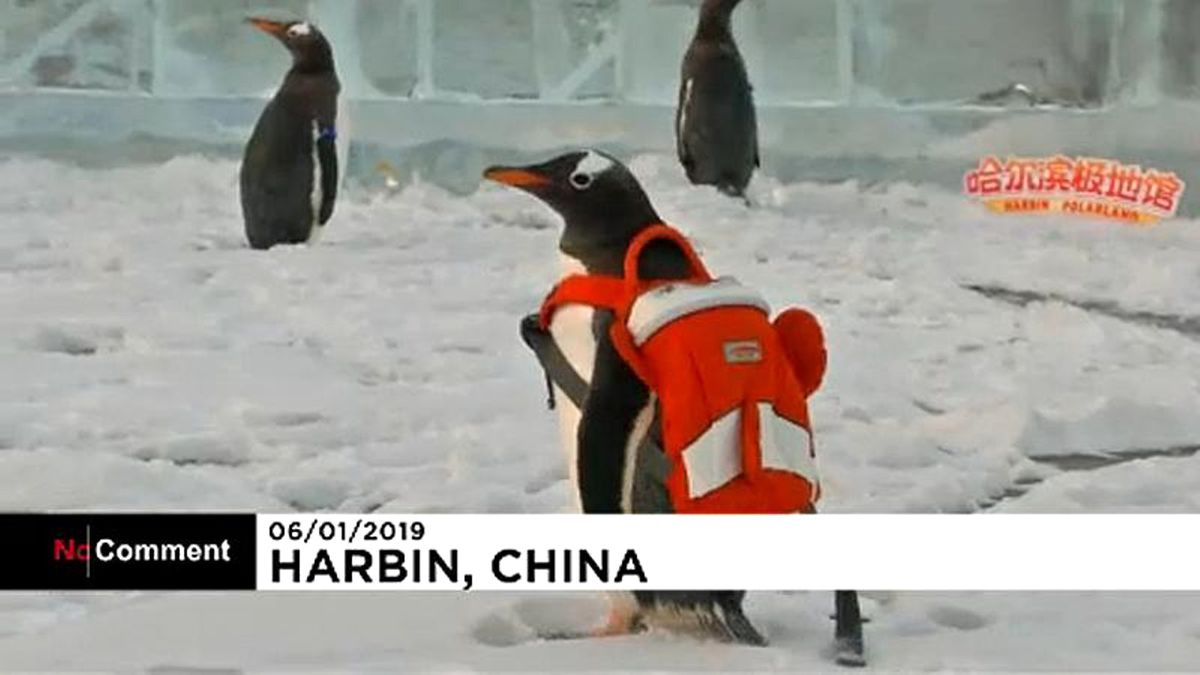 Altı Penguen Harbin Buz Festivali\'nin Onur Konuğu Oldu