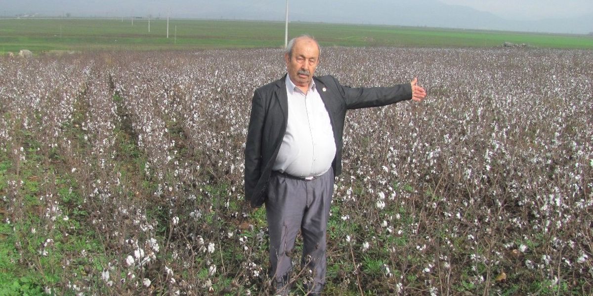 Aşırı Yağışlar Nedeniyle \'Beyaz Altın\' Tarlada Kaldı